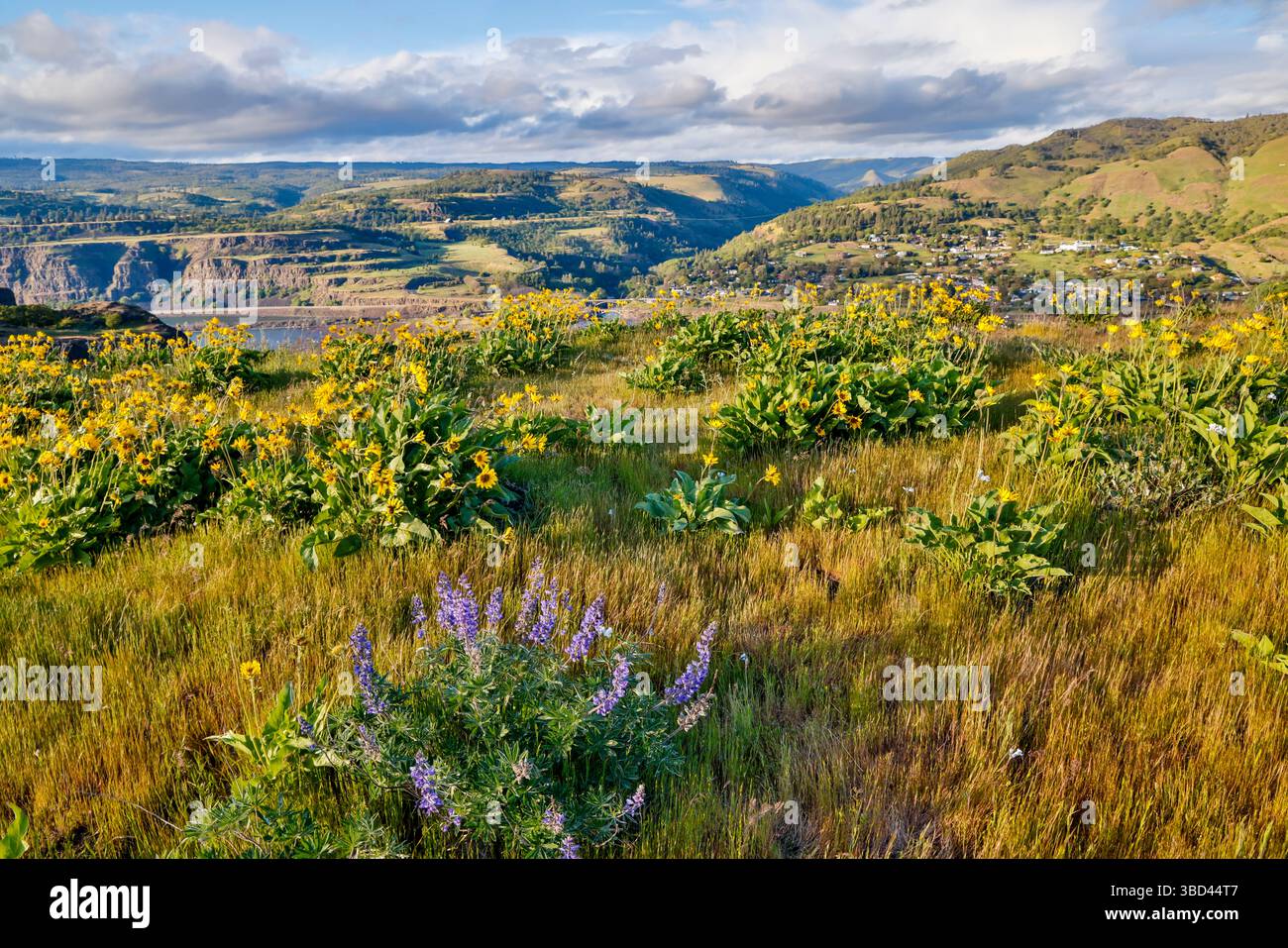 États-Unis, Oregon. Rowena Crest sur la vieille route 30 au-dessus de la rivière Columbia et balsamroot et lupin floraison printanière le long du sentier Banque D'Images