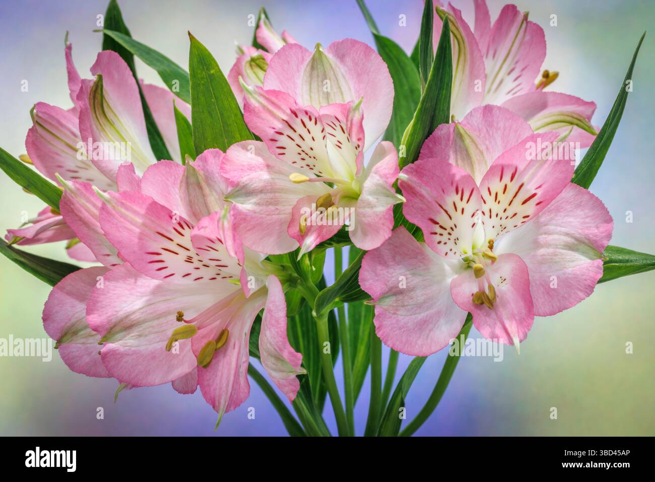 États-Unis, État de Washington, Seabeck. Bouquet de fleurs d'alstroemeria. Banque D'Images