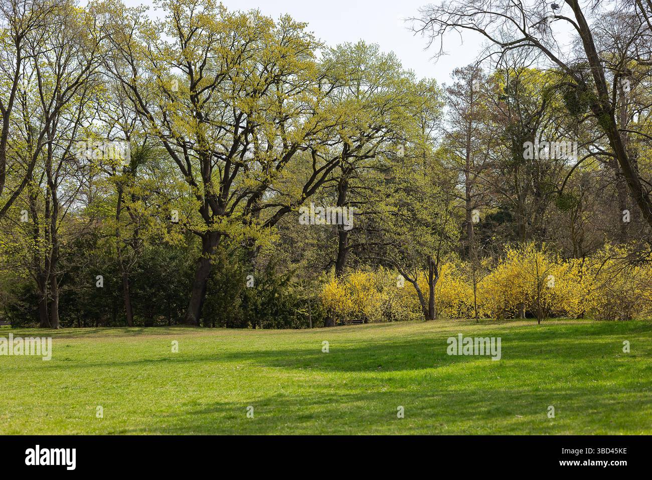 Paysage printanier pittoresque avec de grands chênes bourgeonnant des feuilles vertes fraîches et des buissons forsythia florissants lors d'une journée ensoleillée dans le parc Banque D'Images