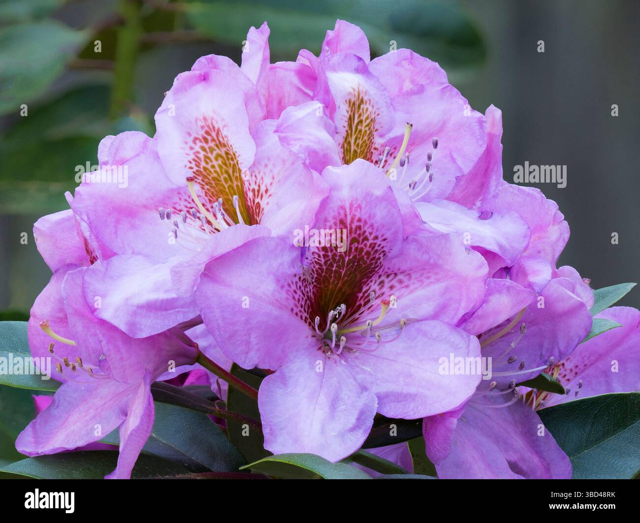 Etat de Washington. Gros plan d'un groupement de fleurs de rhododendron roses Banque D'Images