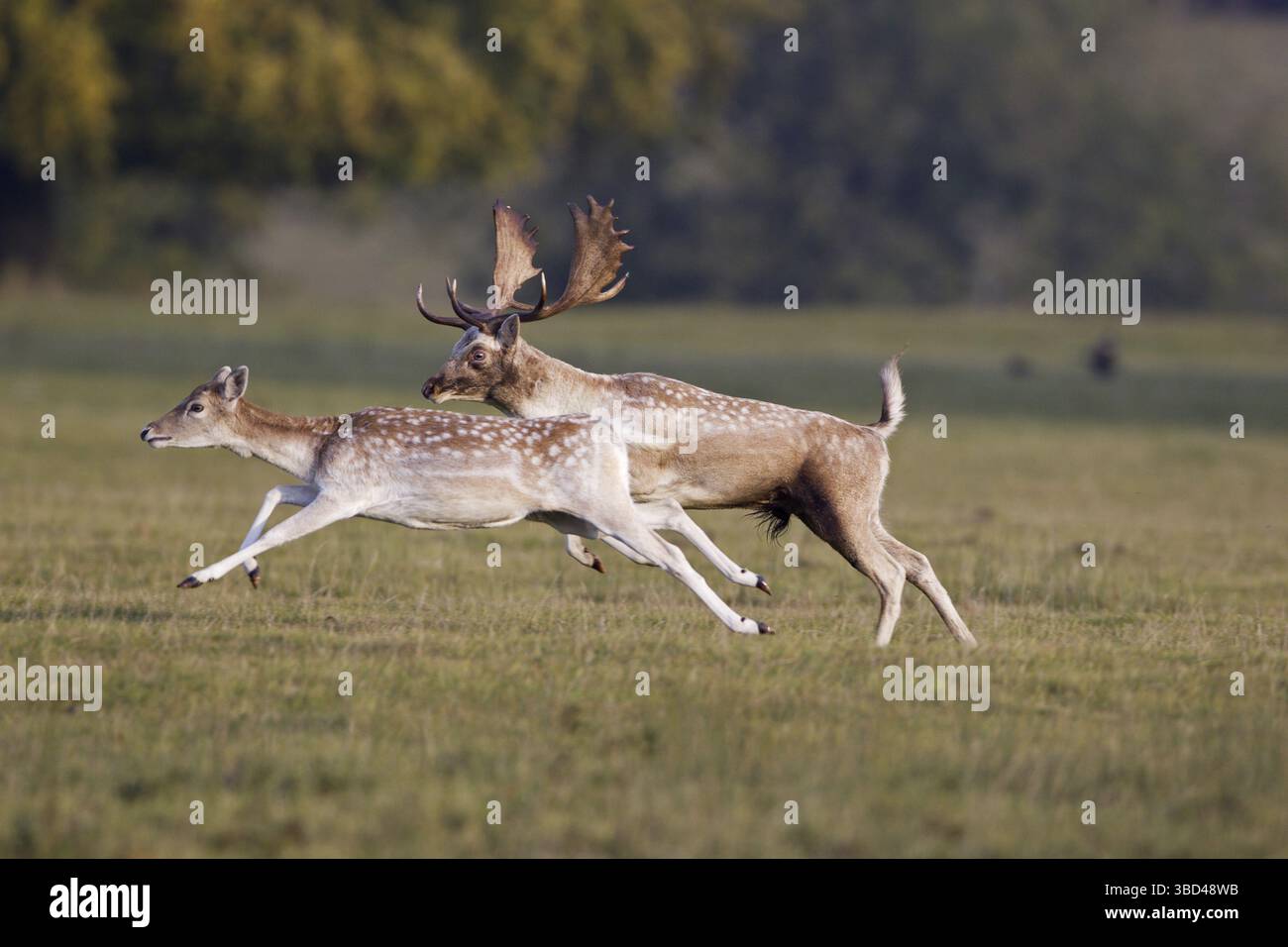 Cerf en jachère (Dama dama), couple adulte, buck chassant Doe pendant la saison des ornières, Helmingham Hall Deer Park, Suffolk, Angleterre, Royaume-Uni, Europe Banque D'Images
