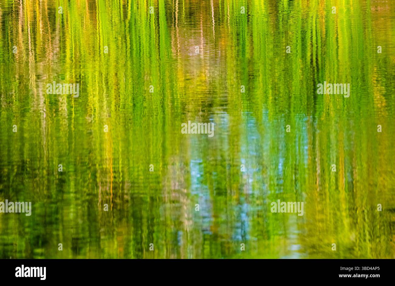 Abstrait des mauvaises herbes vertes, jaunes et du ciel bleu reflétant dans l'eau Banque D'Images