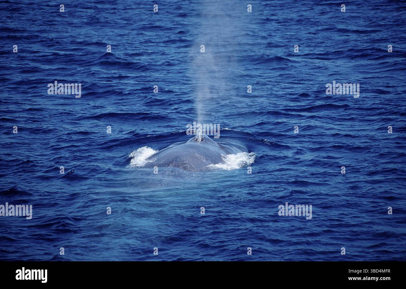 Baleine bleue, Balaenoptera musculus, États-Unis, Californie, Océan Pacifique Banque D'Images