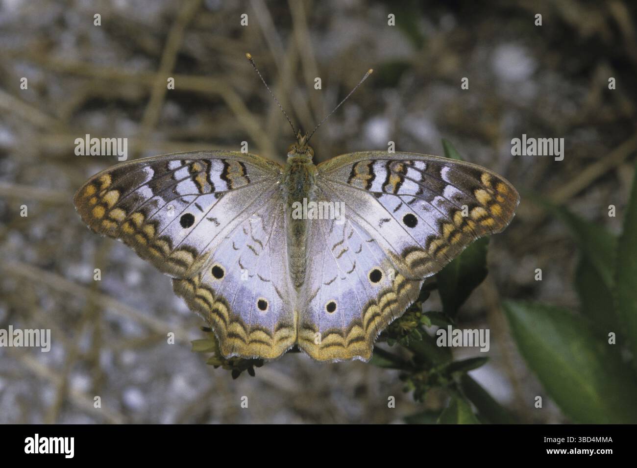 Paon blanc (Anartia jatrophae), adulte, Floride, États-Unis Banque D'Images