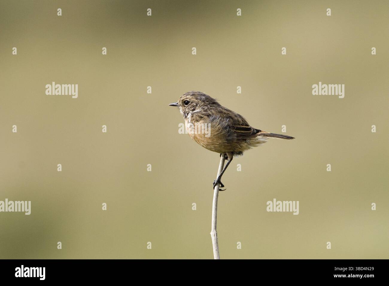 Stonechat commun (Saxicola torquata), femelle Banque D'Images