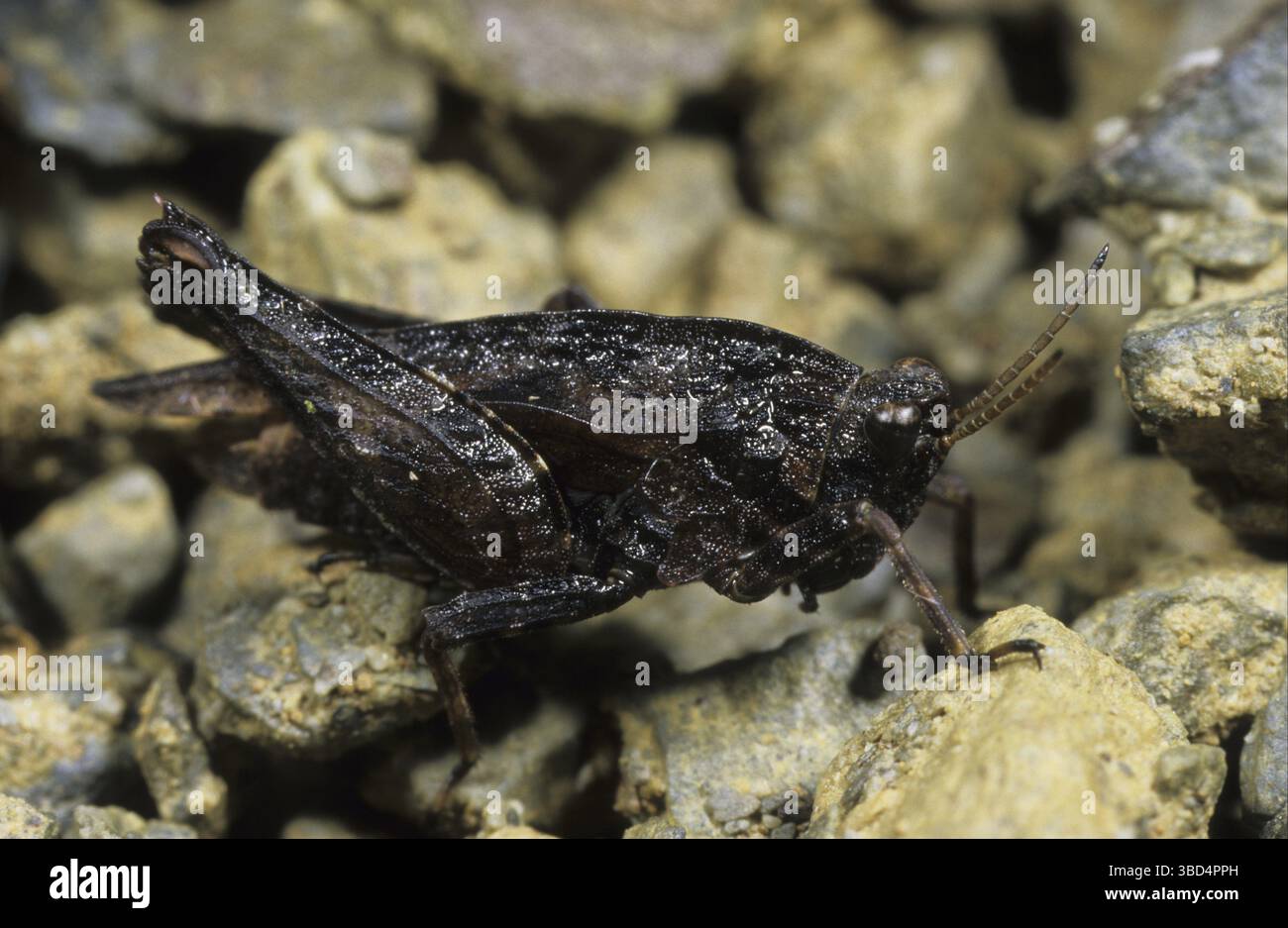 Trémie commune (Tetrix undulata), spécimen foncé, Powys, pays de Galles, Royaume-Uni, Europe Banque D'Images