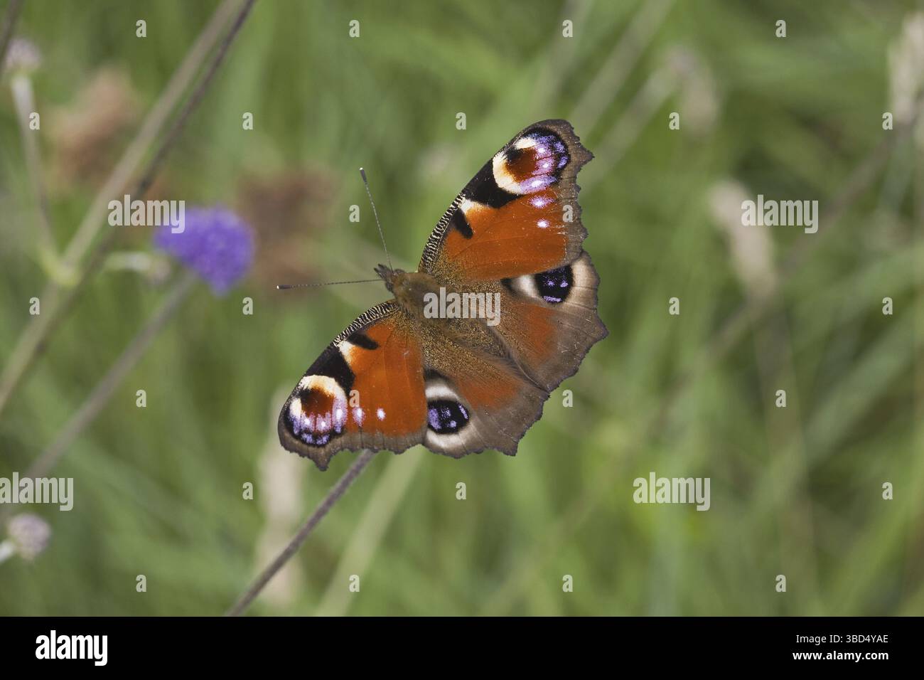 Peacock Butterfly (Inachis io), adulte, sur prairie, Norfolk, Angleterre, Royaume-Uni, Europe Banque D'Images