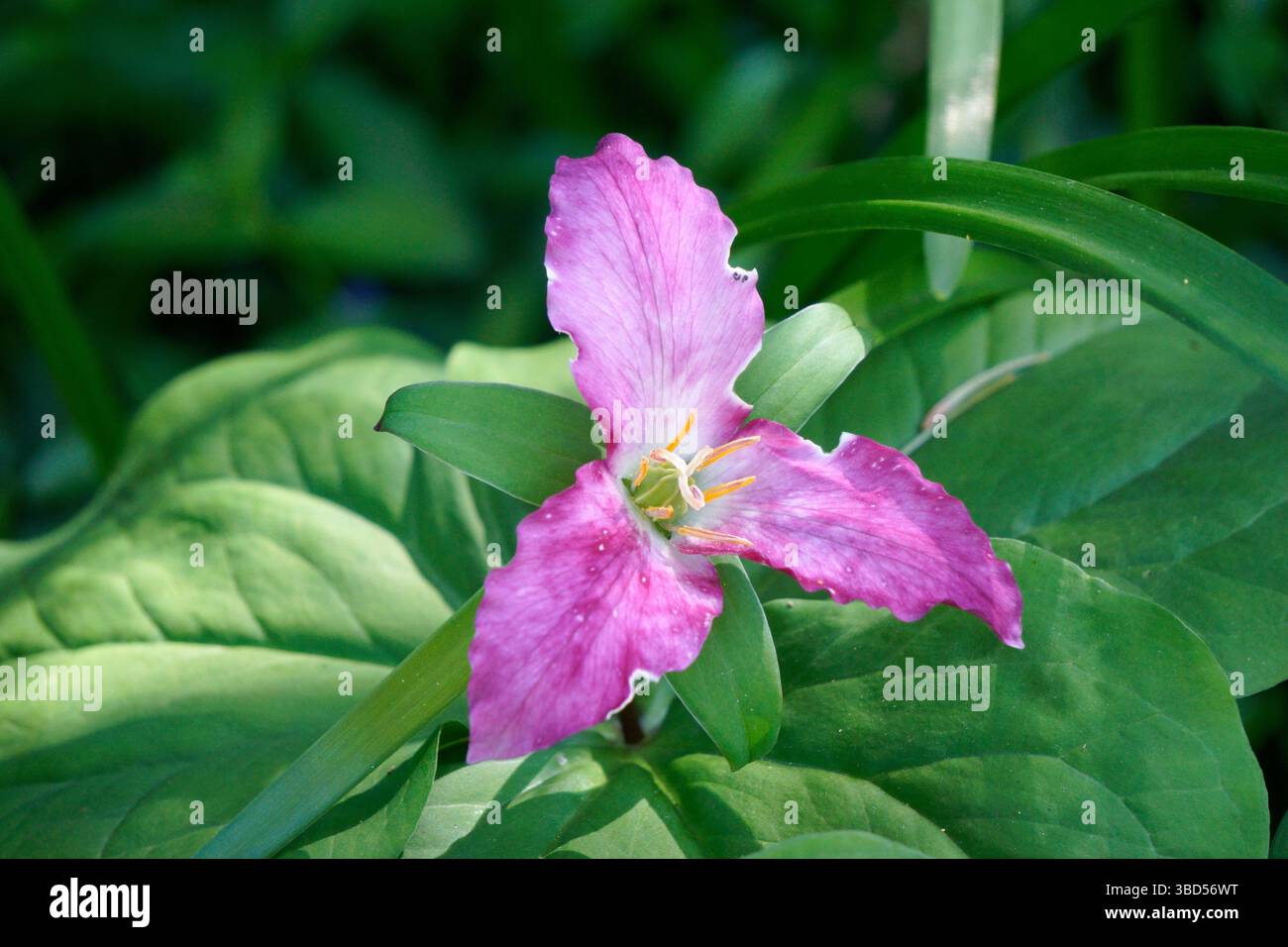 Gros plan d'une fleur de Trillium de l'Ouest (Trillium ovatum), de Trillium du Pacifique ou de Robin de Wake dont les pétales commencent à devenir roses, Colombie-Britannique, Canada Banque D'Images
