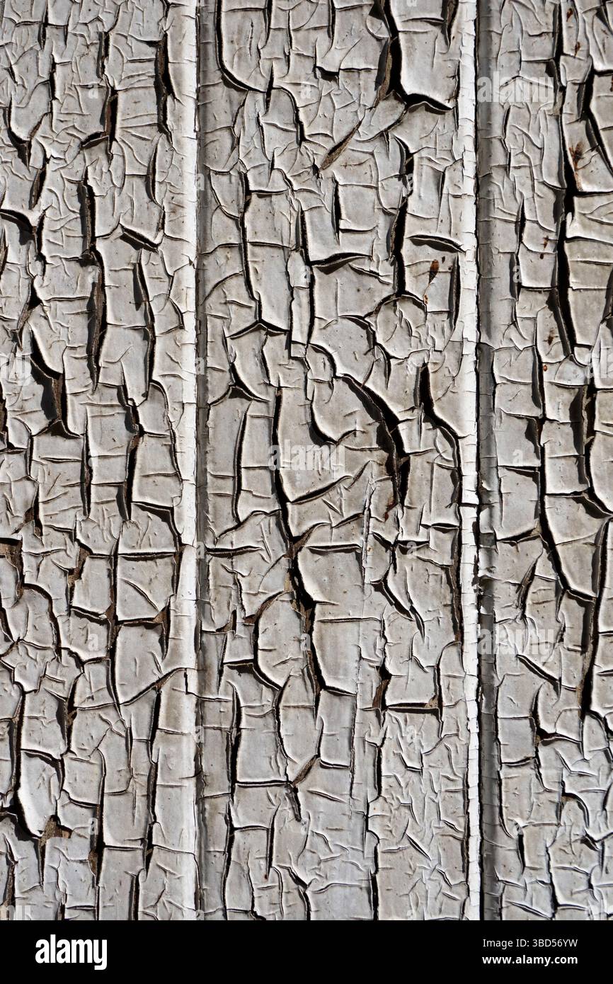 Gros plan de peinture écaillée sur une porte en bois grise altérée, beauté de la pourriture Banque D'Images