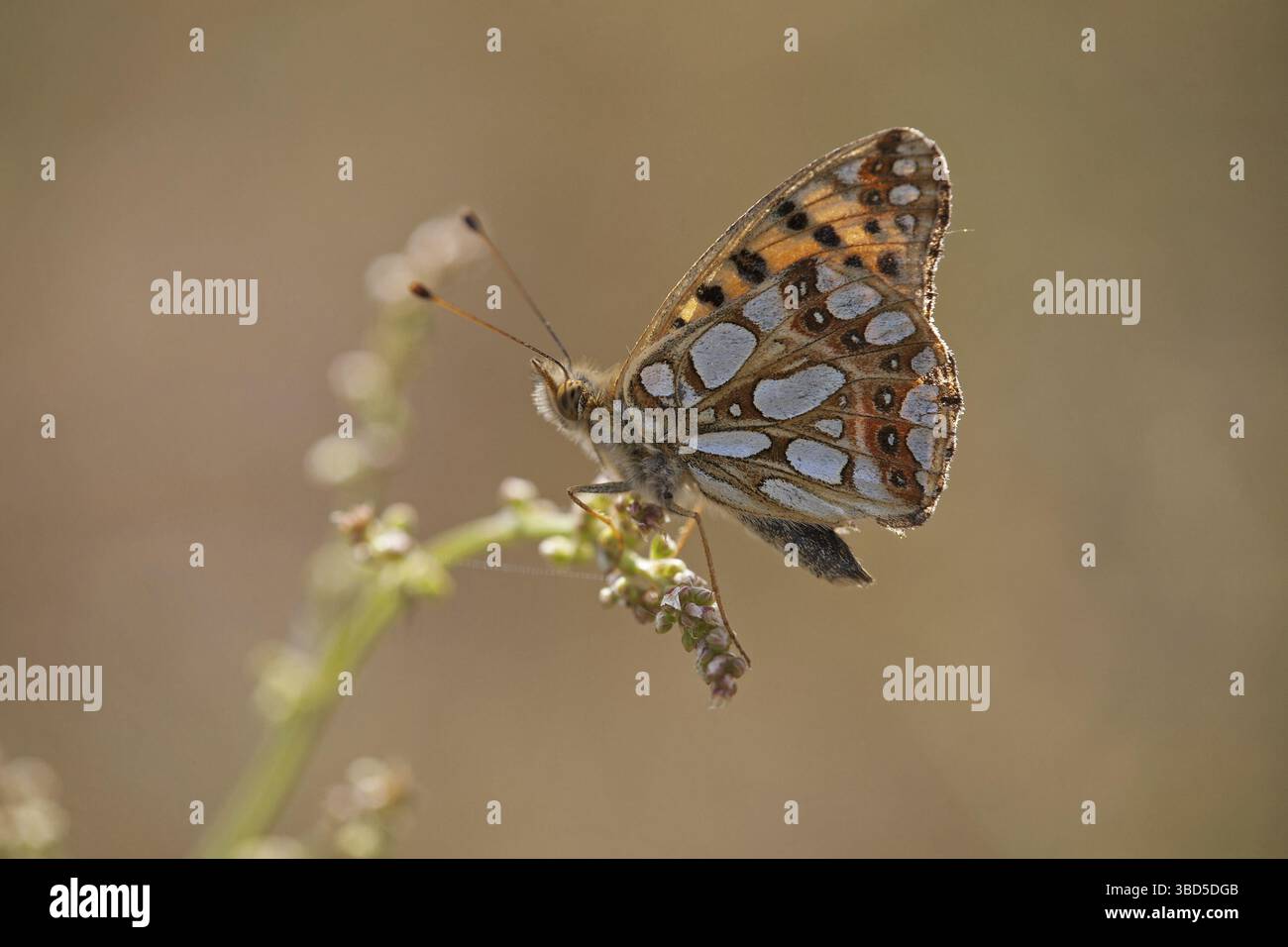 La reine d'Espagne fritillary (Issoria lathonia) sur fleur Banque D'Images