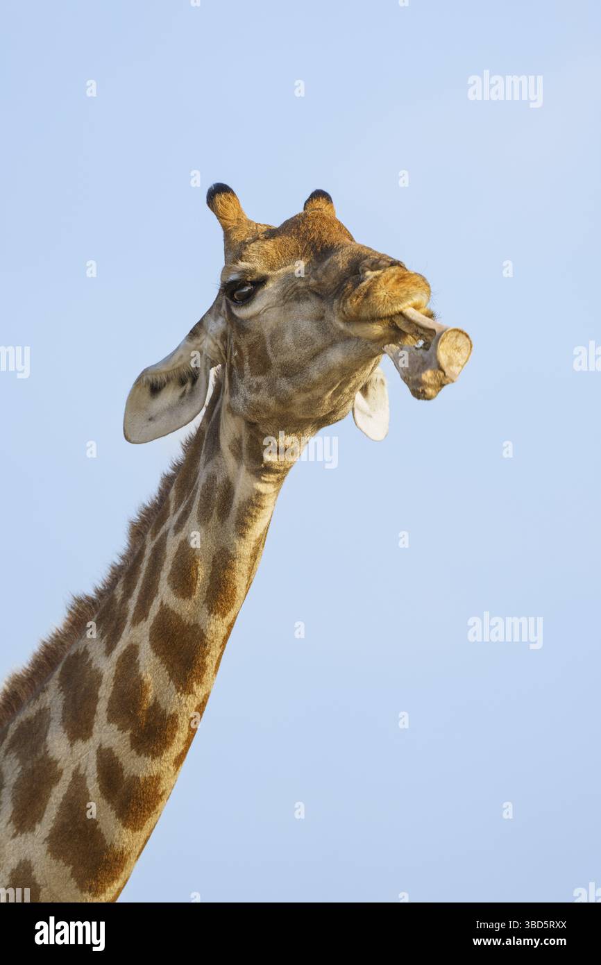 Girafe (Giraffa camelopardalis) mâchant léchant sur un os animal. Parc national d'Etosha, Namibie Banque D'Images
