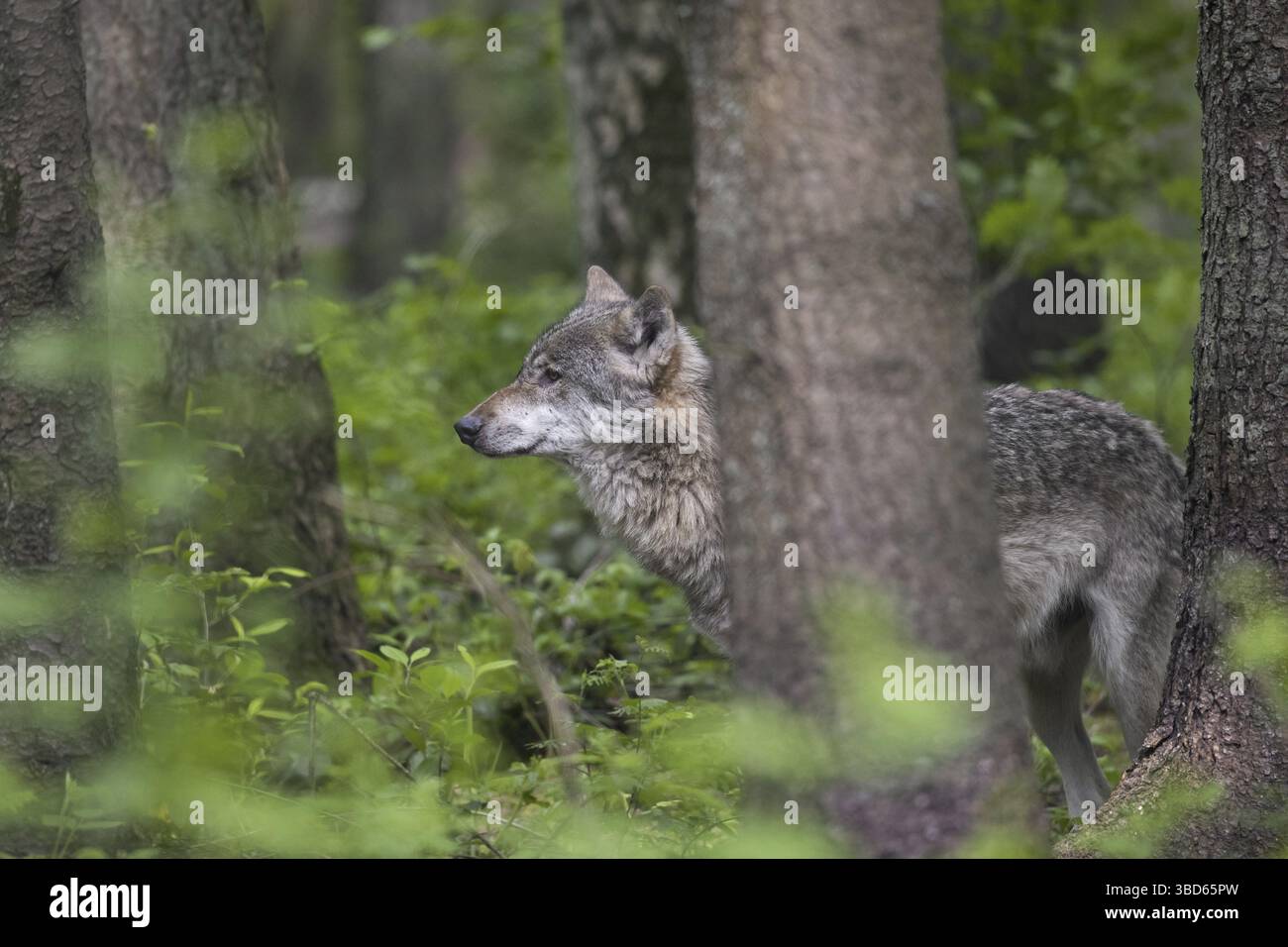 Loup eurasien solitaire, loup gris européen (Canis lupus), chasse au loup gris en forêt Banque D'Images