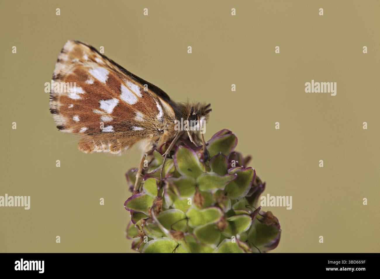 Skipper à ailes rouges (Spialia sertorius) perché sur une fleur Banque D'Images