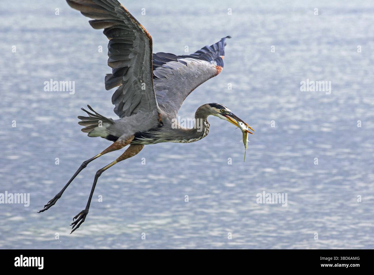 Grand héron bleu (Ardea herodias) en train de se retirer avec des jeunes poissons de makaire capturés au Belize dans la mer des Caraïbes Banque D'Images