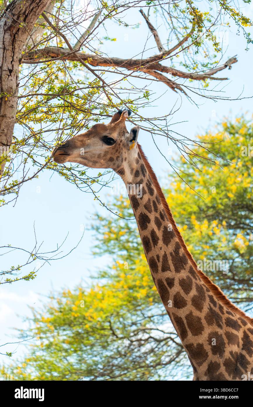 Une girafe mange les feuilles d'un arbre au feuillage vibrant dans un environnement forestier tropical lumineux Banque D'Images