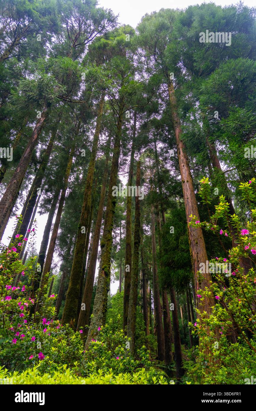 Une forêt de grands arbres avec des troncs couverts de mousse et des fleurs sauvages roses en dessous Banque D'Images