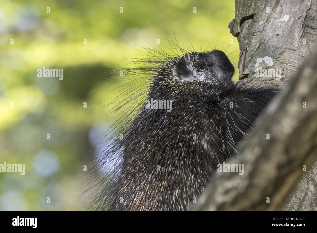 Porc-épic nord-américain (Erethizon dorsatum), porc-épic canadien grimpant à l'arbre et montrant de grands piquins, originaire d'Amérique du Nord Banque D'Images