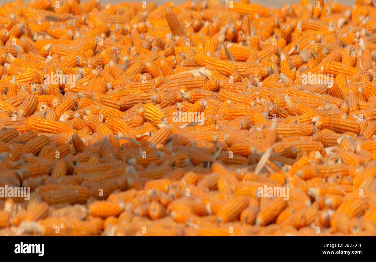 Le maïs, également connu sous le nom de maïs en anglais nord-américain, est une grande herbe tenace qui produit des céréales. Banque D'Images