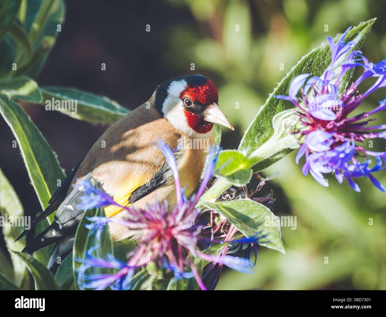 Gros plan d'un Finch doré sur un Cornflower de montagne montrant son bec croisé Banque D'Images