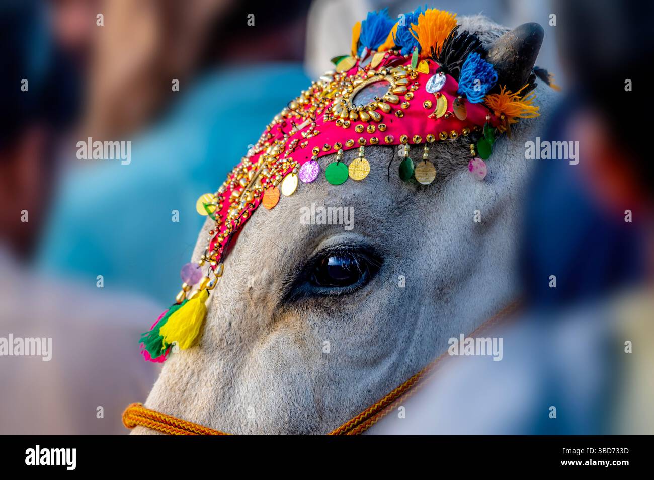 Gros plan d'un taureau de race décoré de manière traditionnelle dans le Punjab rural, Pakistan Banque D'Images
