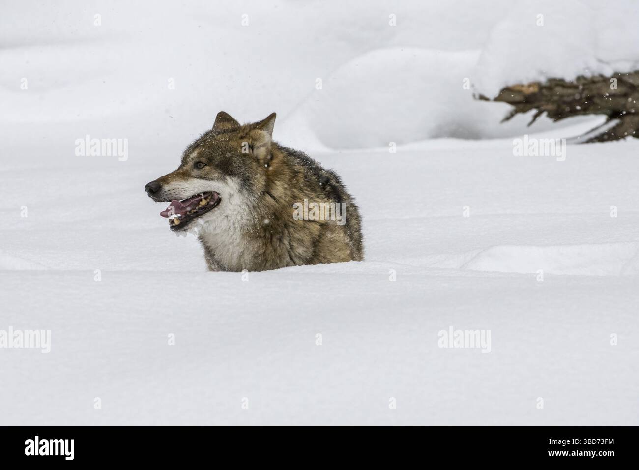 Loup gris solitaire (Canis lupus), loup gris chassant dans la neige profonde en hiver Banque D'Images