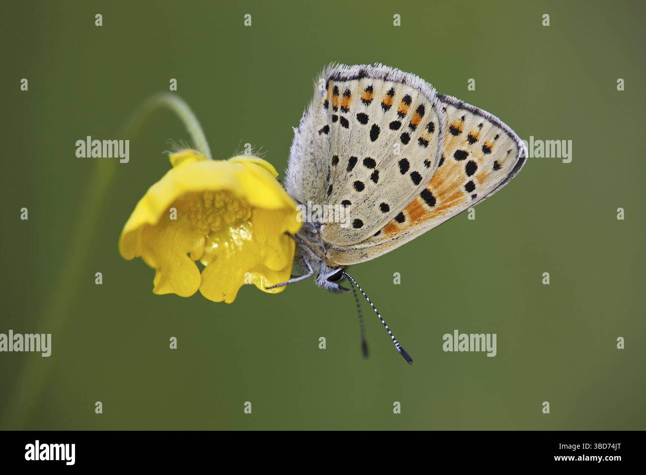 (Lycaena tityrus fuligineux) sur fleur Banque D'Images