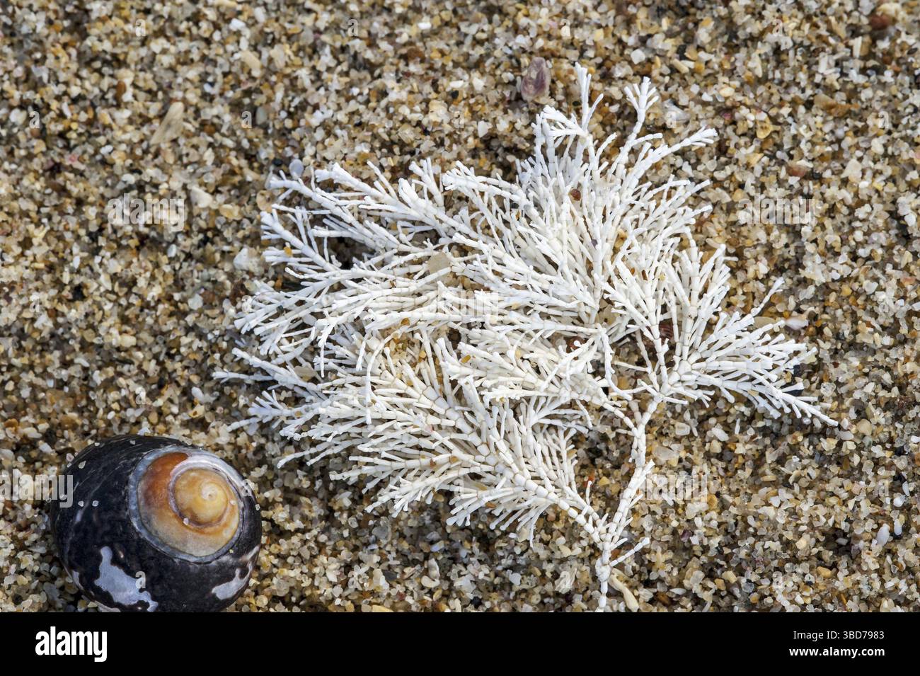 Herbe de corail commune, Coralweed (Corallina officinalis) lavée à terre sur la plage Banque D'Images