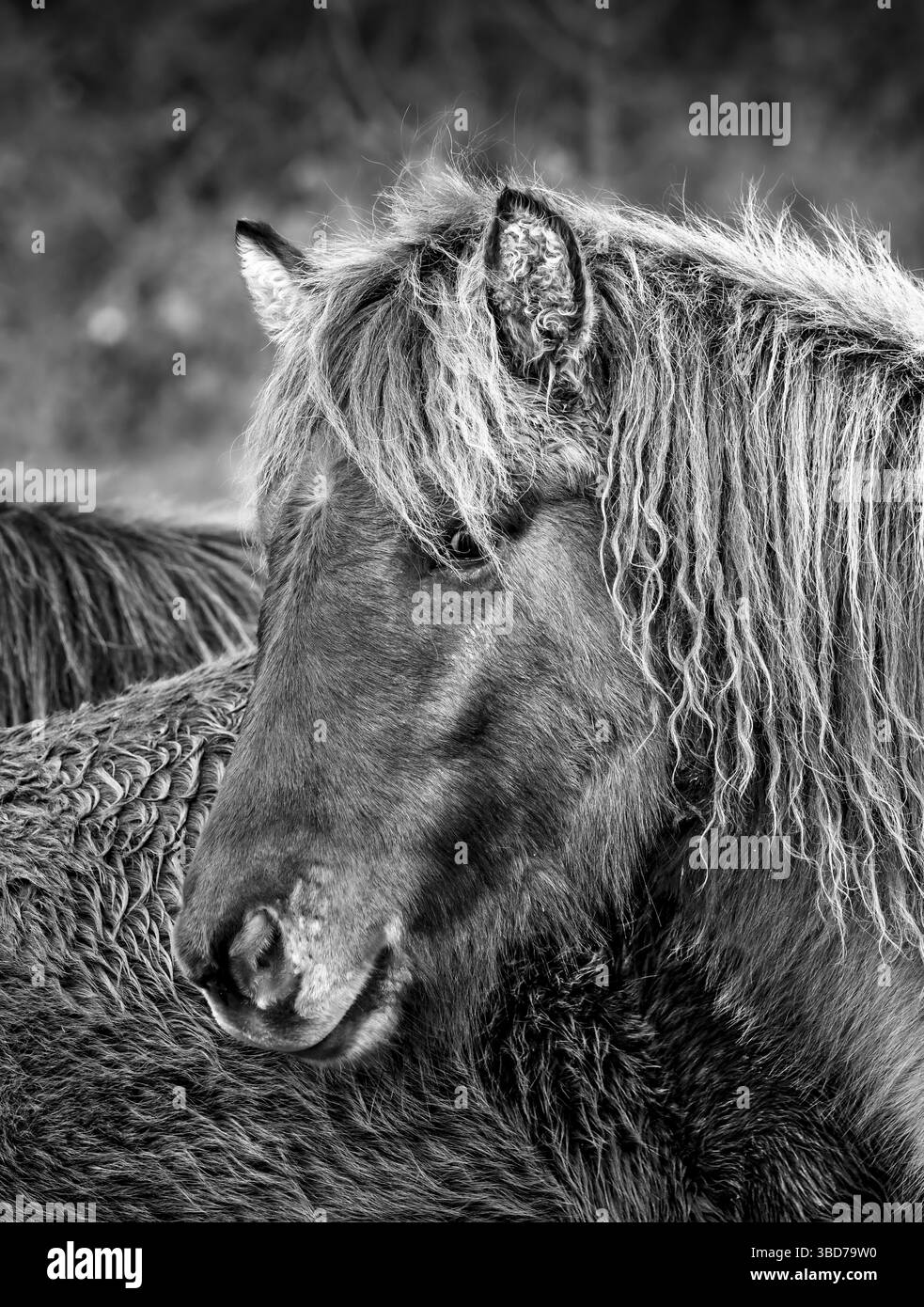 Portrait d'un cheval islandais en manteau d'hiver. Allgaeu, Bavière, Allemagne Banque D'Images
