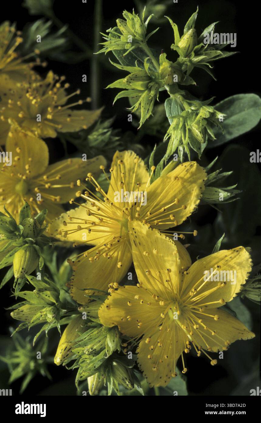 Perforer le millepertuis (Hypericum perforatum), millepertuis commun en fleur Banque D'Images