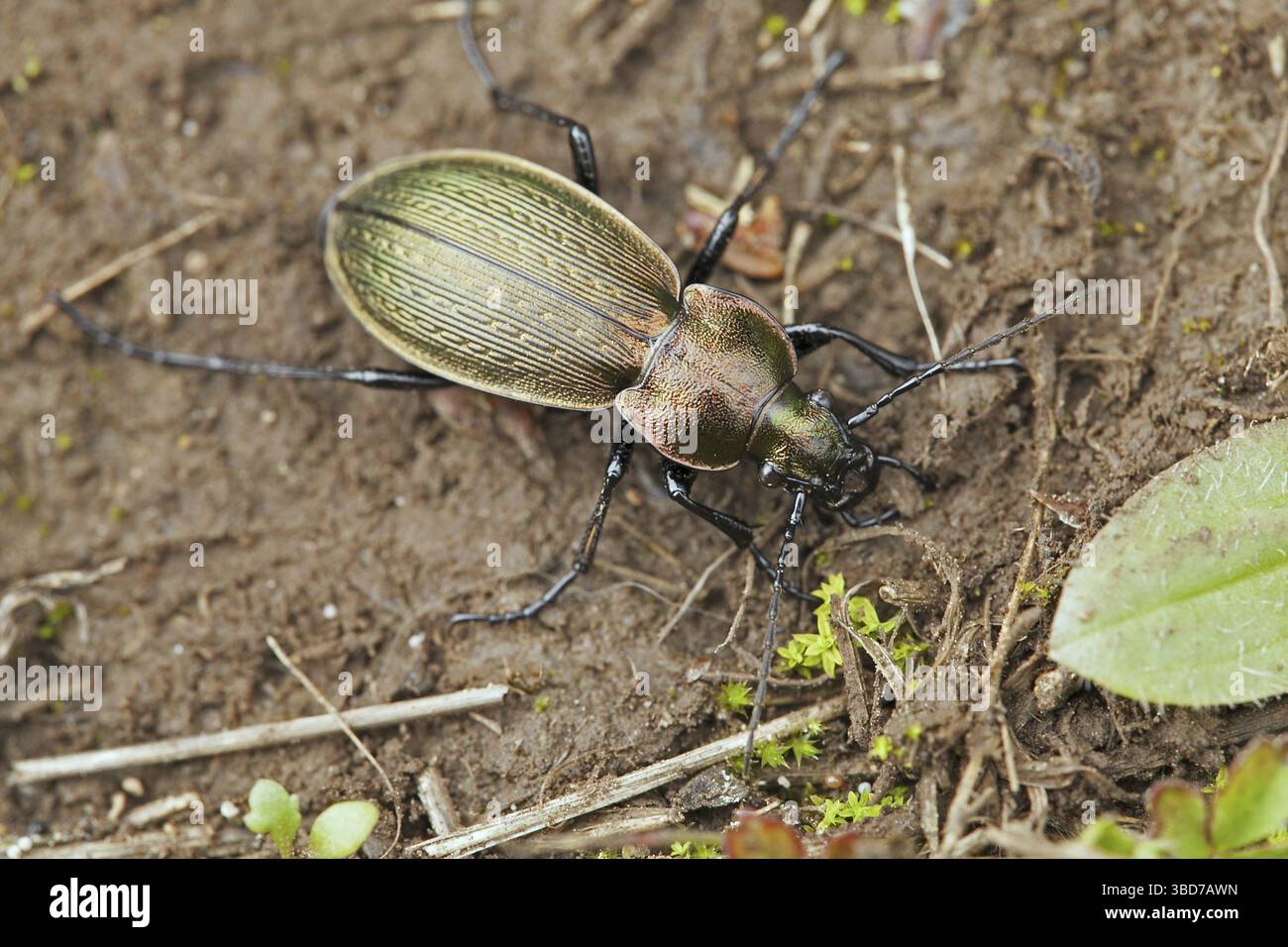 Golden zabre (Carabus auratus) Banque D'Images