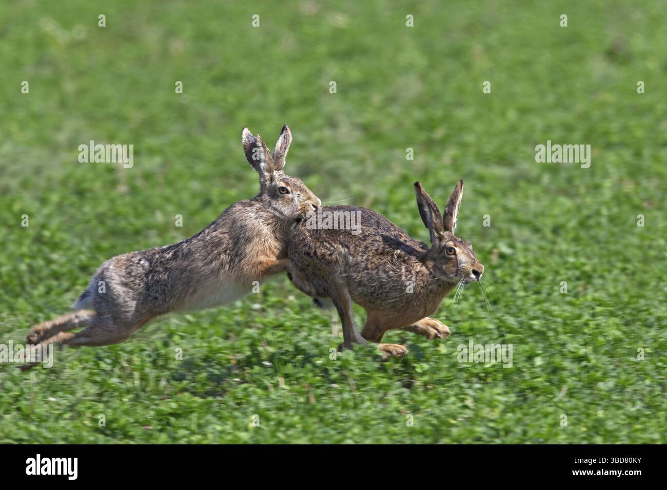 Lièvre européen (Lepus europaeus), chasse-buck Doe pendant la saison de reproduction, Allemagne Banque D'Images
