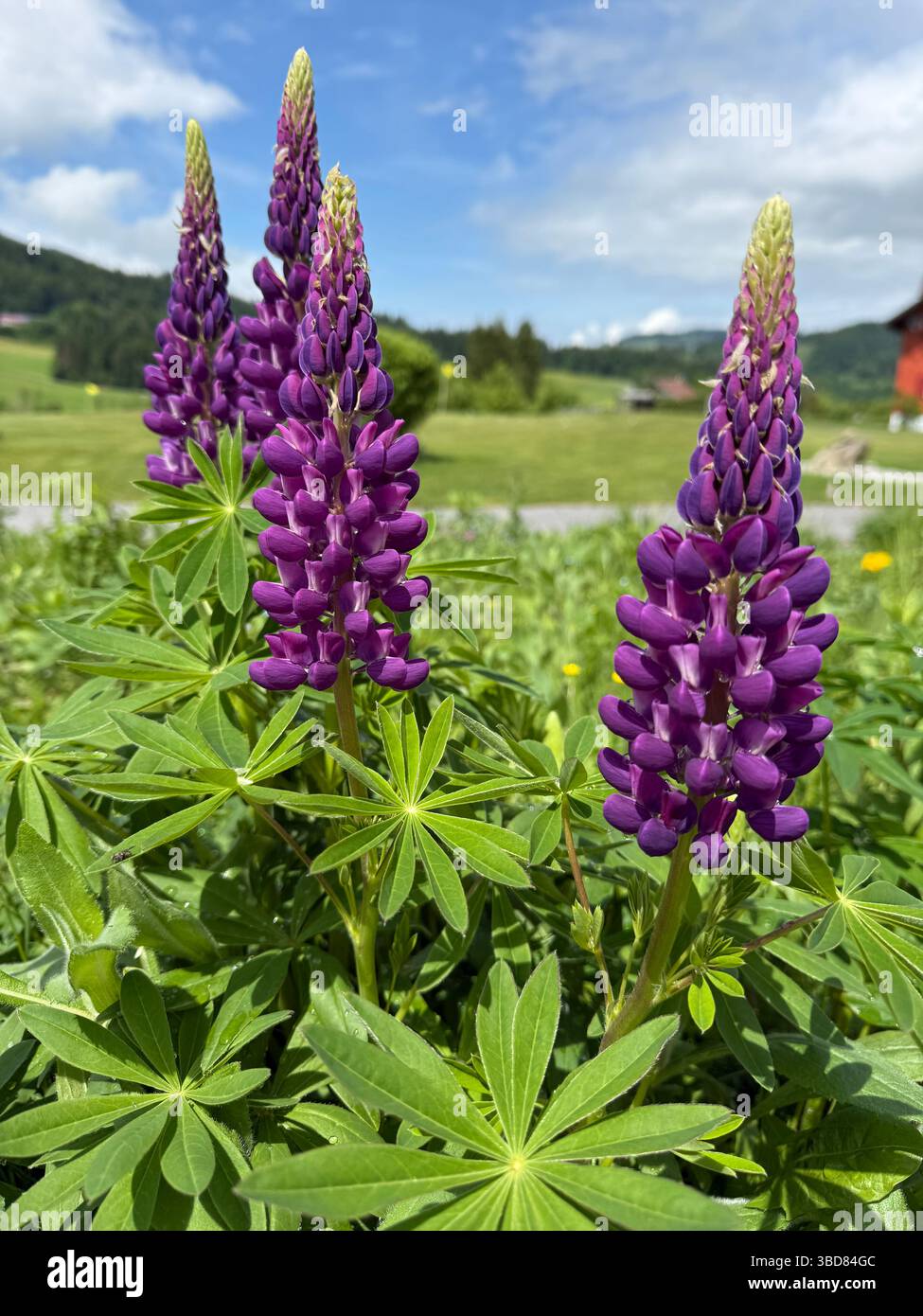 Lupins en fleurs dans un paysage alpin - Image de stock capturée avec un smartphone