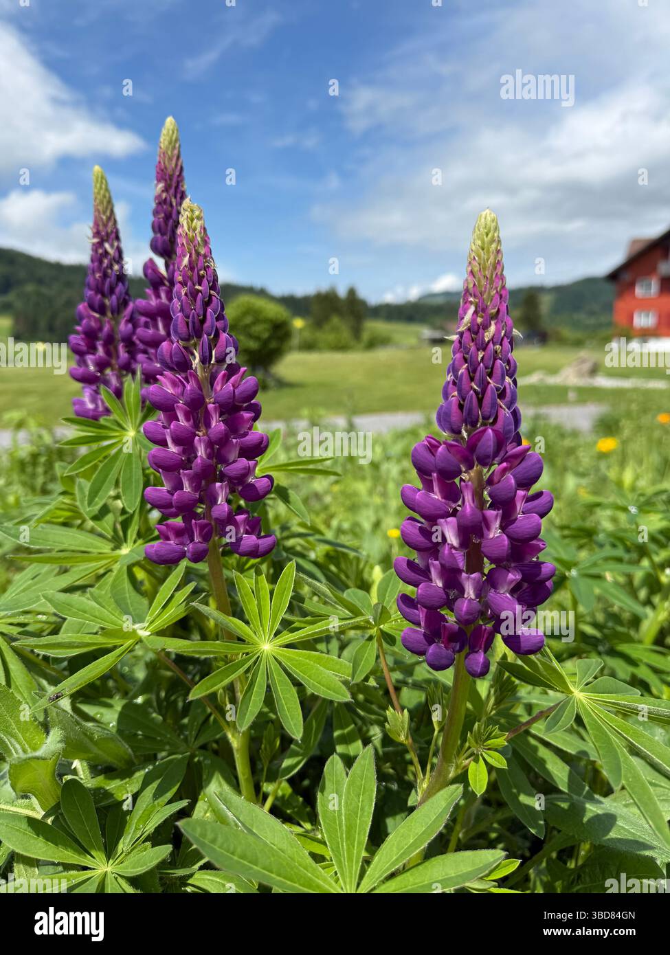 Lupins en fleurs dans un paysage alpin - Image de stock capturée avec un smartphone