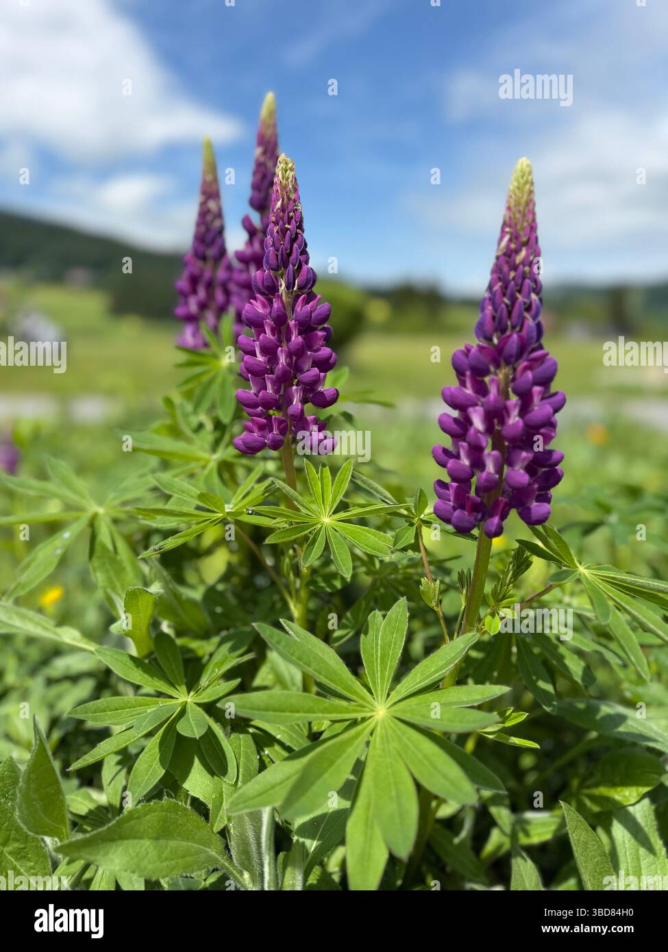 Lupins en fleurs dans un paysage alpin - Image de stock capturée avec un smartphone