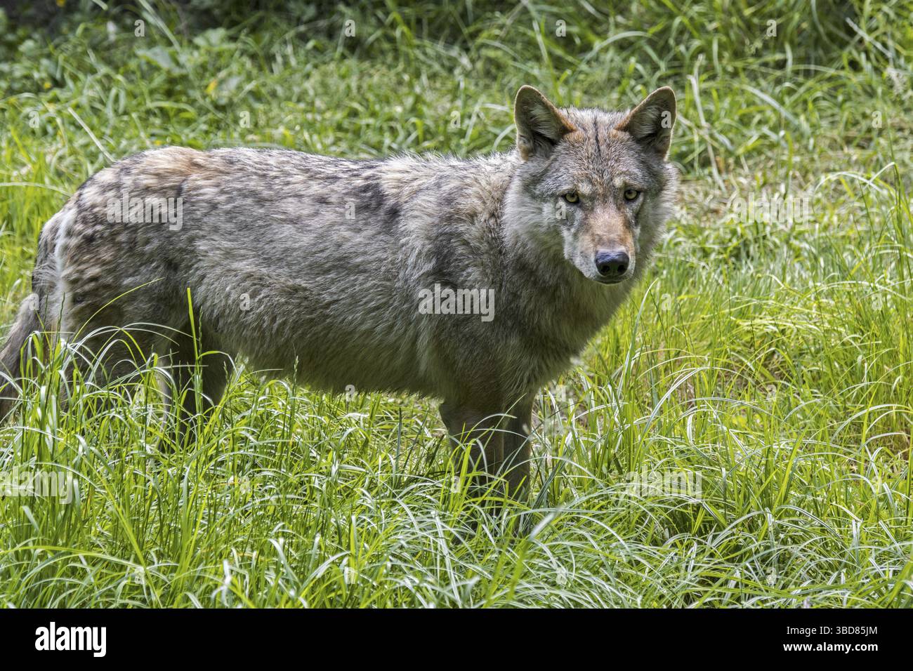 Loup eurasien solitaire (Canis lupus lupus), loup gris solitaire chassant dans la prairie, prairie à la lisière de la forêt au printemps, en été Banque D'Images