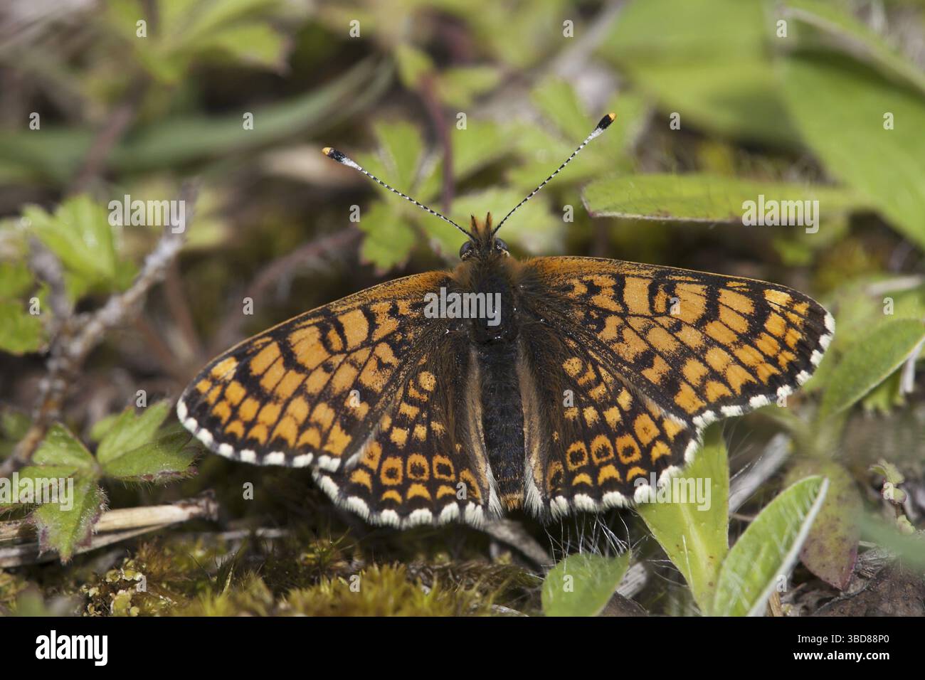 Glanville fritillary (Melitaea cinxia) Banque D'Images