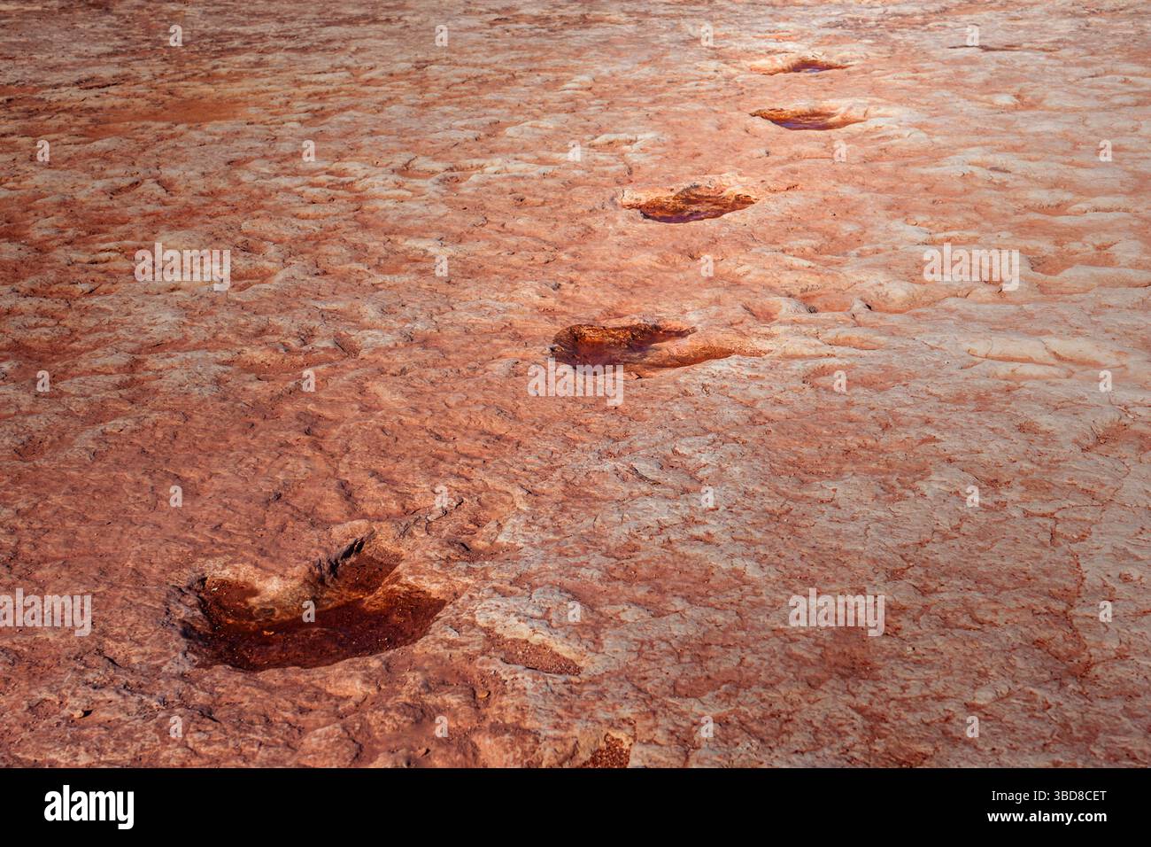 Piste de dinosaures imprimée dans le désert de grès rouge Banque D'Images