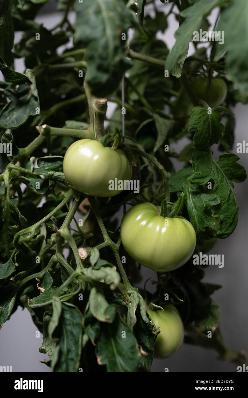 Gros plan de tomates hydroponiques poussant sur la vigne en intérieur Banque D'Images