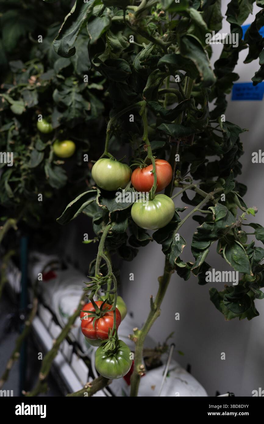 Tomates hydroponiques poussant sur vigne en intérieur Banque D'Images