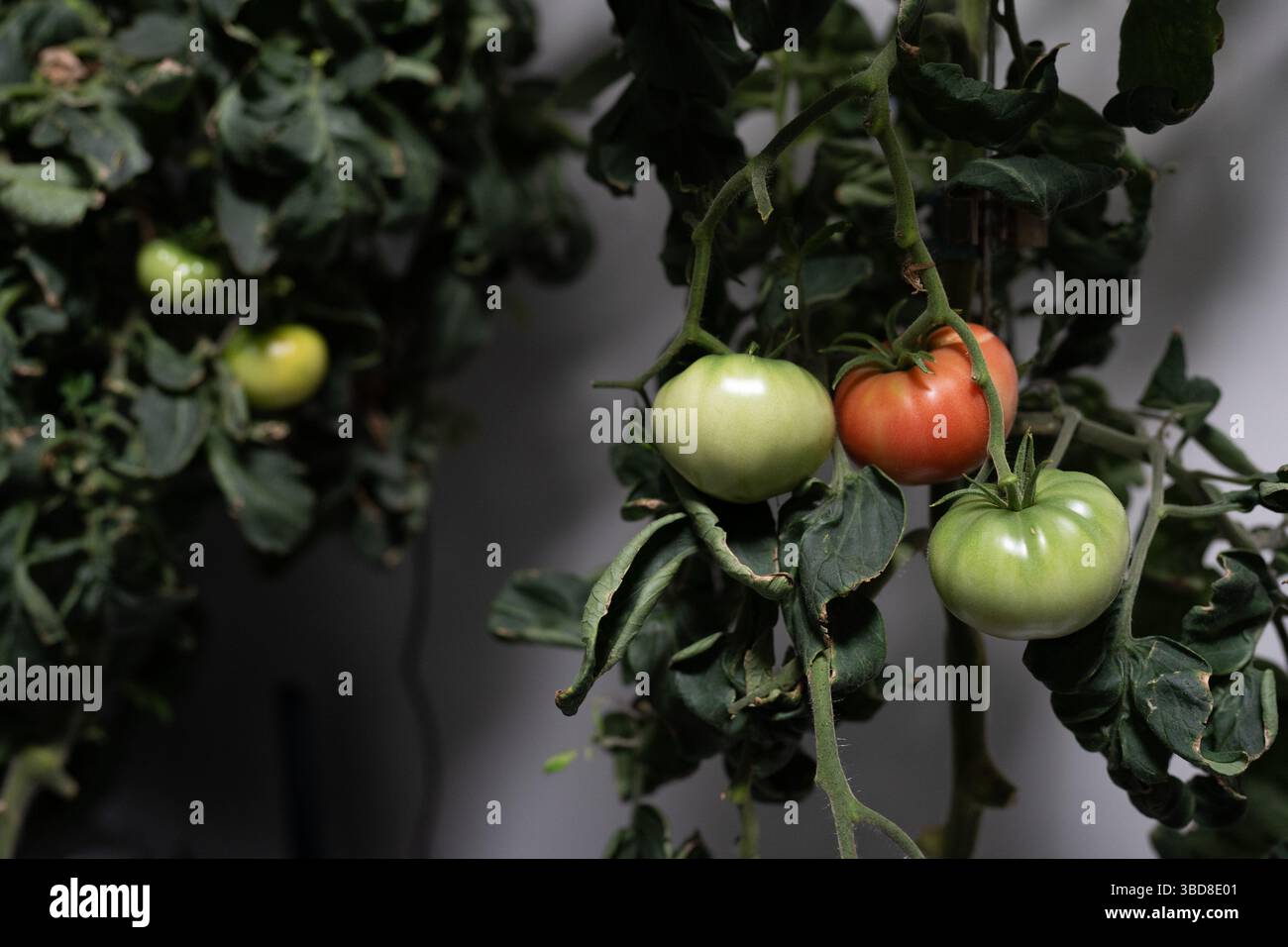 Gros plan de tomates hydroponiques poussant sur la vigne en intérieur Banque D'Images