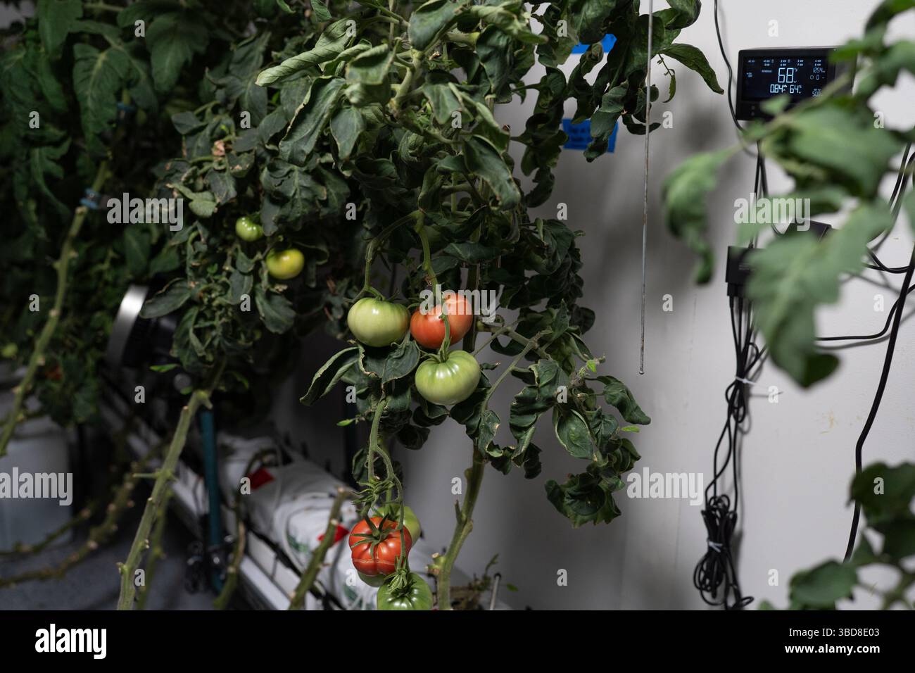 Tomates hydroponiques poussant sur vigne en intérieur Banque D'Images