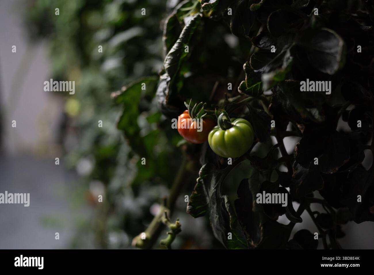 Gros plan de tomates hydroponiques poussant sur la vigne en intérieur Banque D'Images