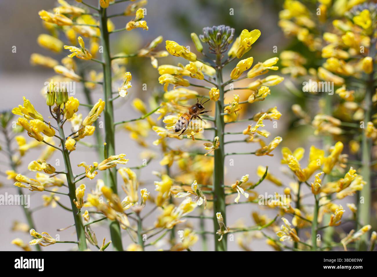 Abeille volant parmi de grandes fleurs Banque D'Images
