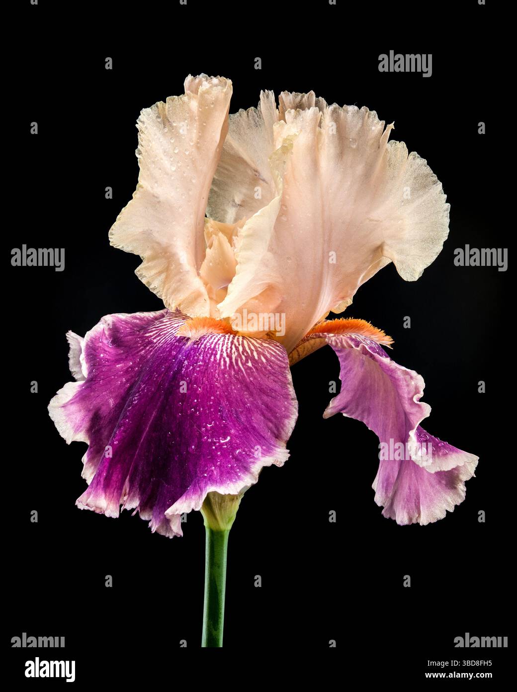 Elégant Bicolor Iris Bloom sur un fond noir profond Banque D'Images