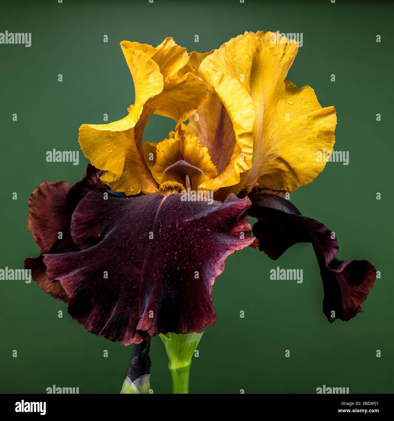 Iris Bloom bicolore saisissant sur fond vert profond Banque D'Images