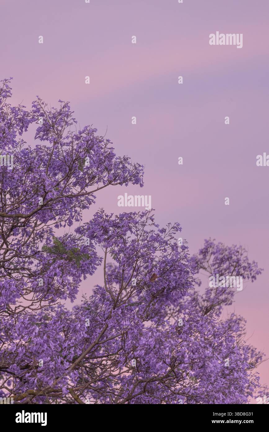 Fleurs violettes sur l'arbre Jacaranda contre un coucher de soleil rose en Australie Banque D'Images
