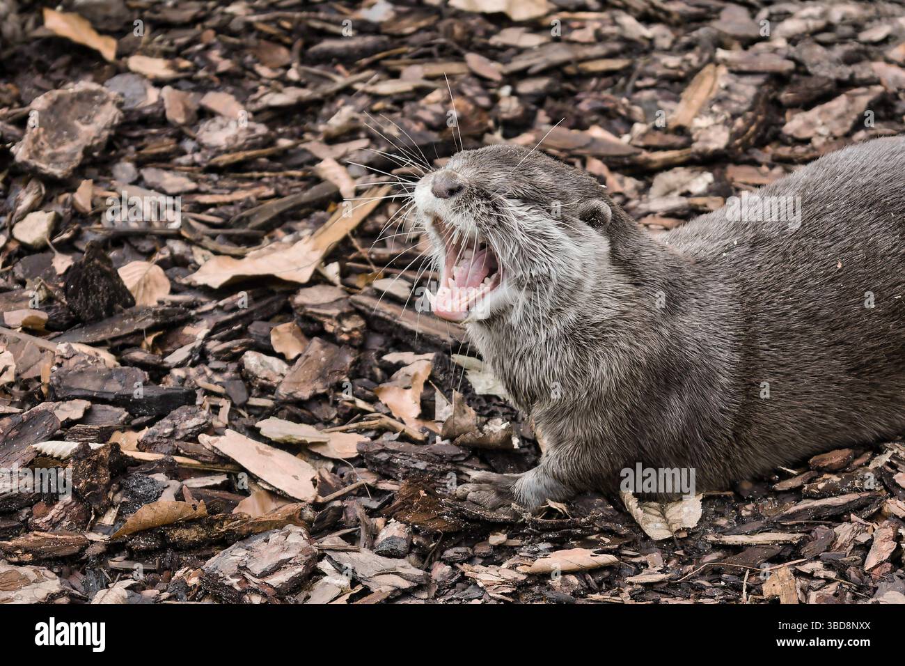 loutre animal mignon animal de la faune douce nature Banque D'Images