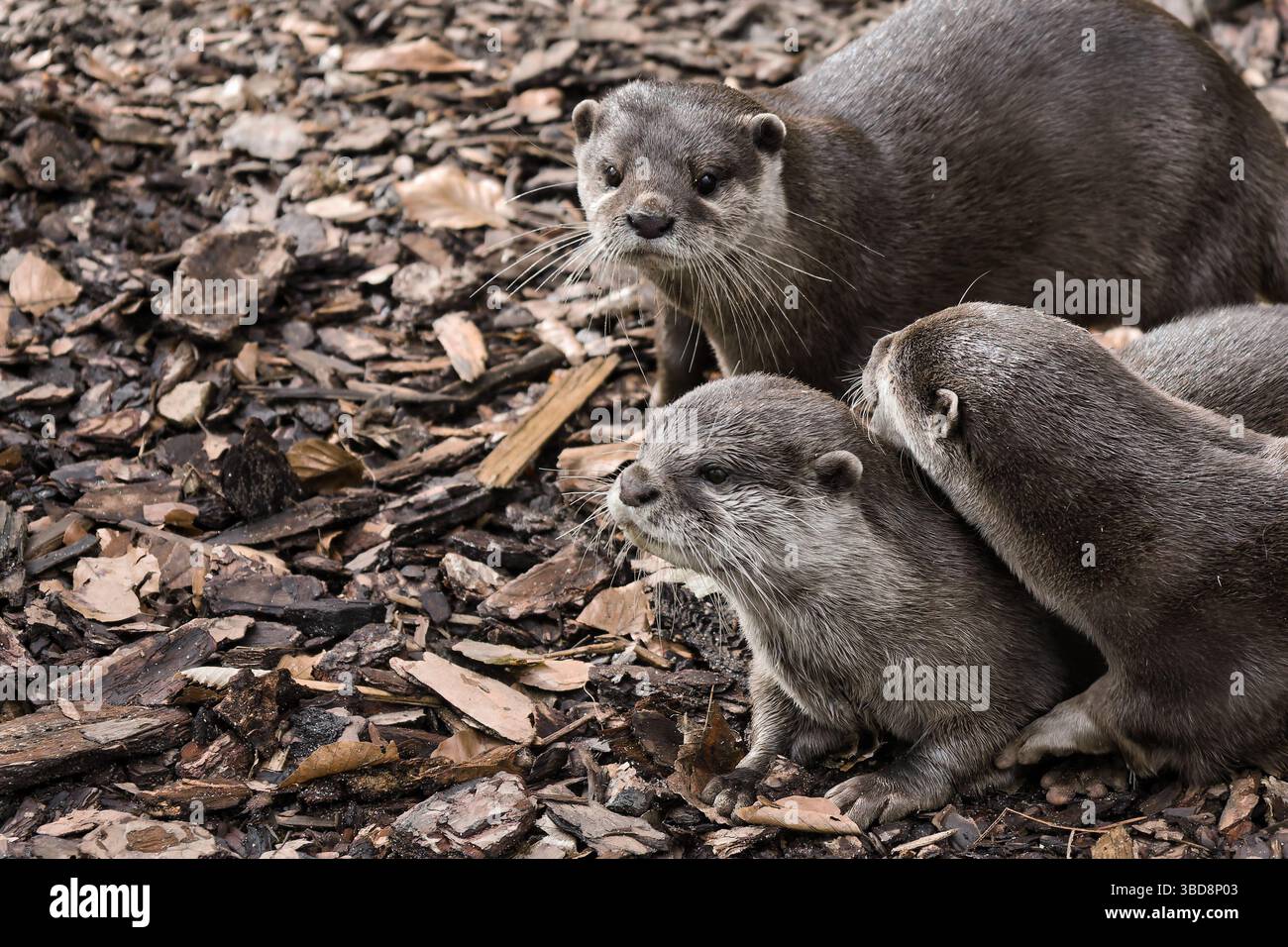 loutre animal mignon animal de la faune douce nature Banque D'Images