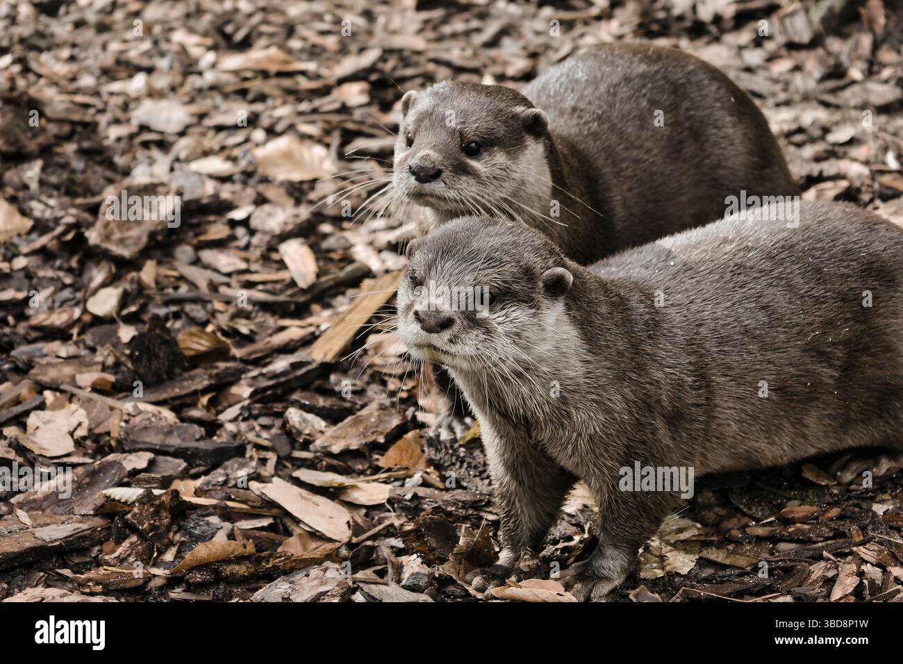 loutre animal mignon animal de la faune douce nature Banque D'Images
