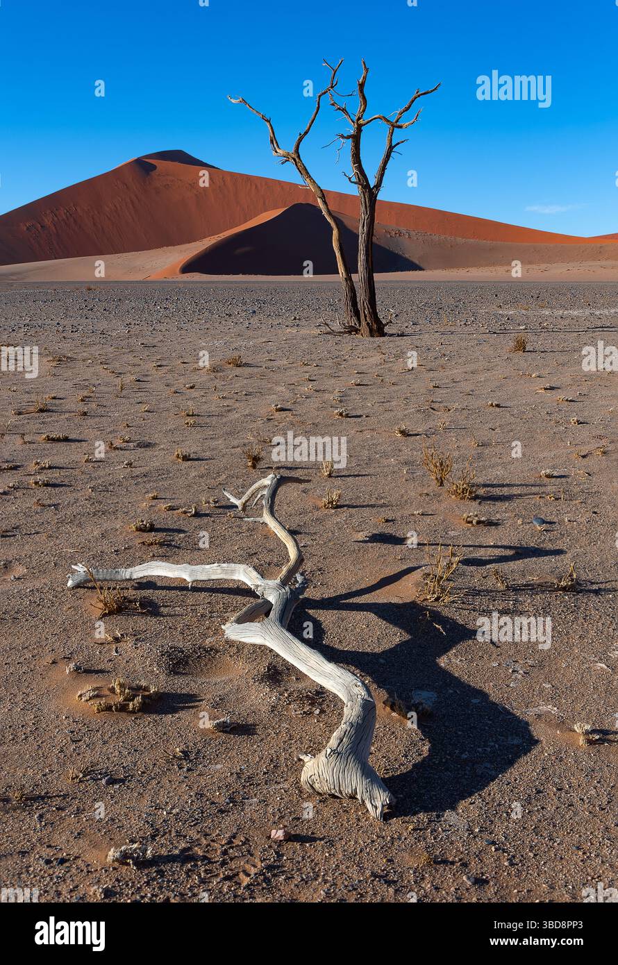 Arbre pétrifié debout et une branche pétrifiée couchée dans le désert de Namibie avec une dune de sable en arrière-plan Banque D'Images
